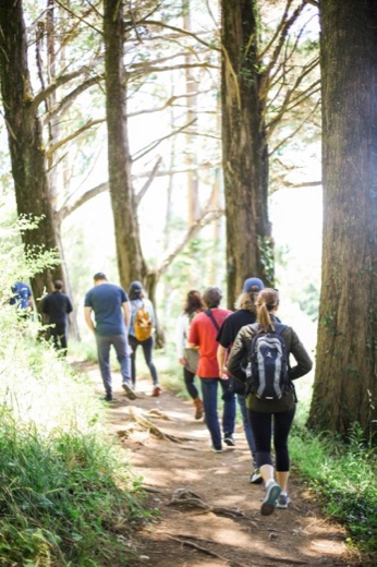 Group hiking together on a sunlit forest trail